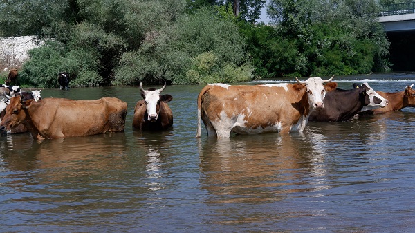 Foto - Basra sıcakları onları da bunalttı! Bu görüntüler Edirne'de çekildi