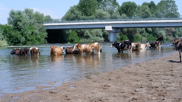 Foto - Basra sıcakları onları da bunalttı! Bu görüntüler Edirne'de çekildi
