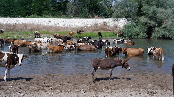 Foto - Basra sıcakları onları da bunalttı! Bu görüntüler Edirne'de çekildi