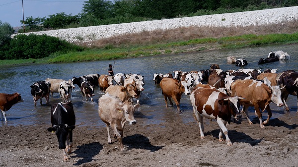 Foto - Basra sıcakları onları da bunalttı! Bu görüntüler Edirne'de çekildi