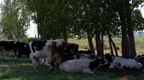 Foto - Basra sıcakları onları da bunalttı! Bu görüntüler Edirne'de çekildi