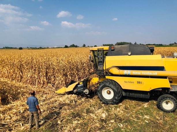 Foto - Basra sıcaklarında zorlu hasat mesaisi başladı, mısır yüz güldürdü