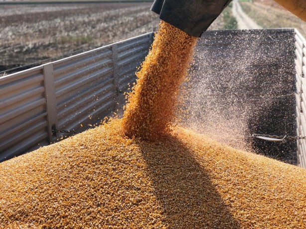 Foto - Basra sıcaklarında zorlu hasat mesaisi başladı, mısır yüz güldürdü