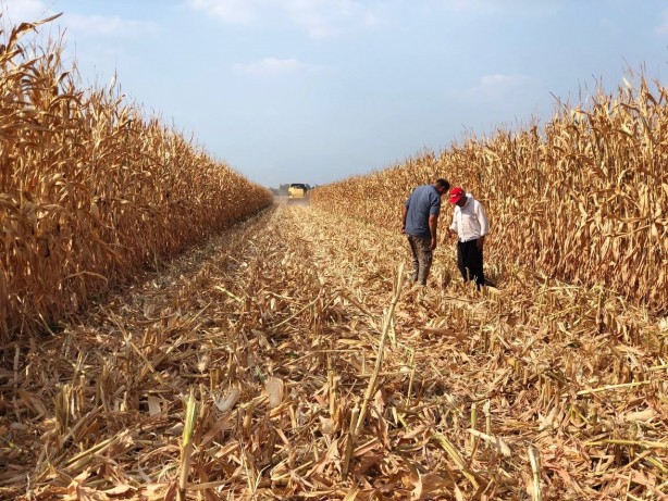Foto - Basra sıcaklarında zorlu hasat mesaisi başladı, mısır yüz güldürdü