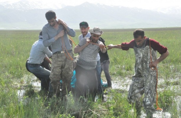 Foto - Batağa saplanan ineğinin başından iki gecedir ayrılmıyor