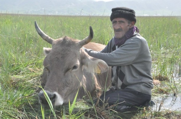 Foto - Batağa saplanan ineğinin başından iki gecedir ayrılmıyor