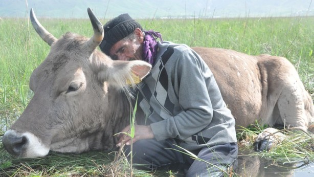 Batağa saplanan ineğinin başından iki gecedir ayrılmıyor