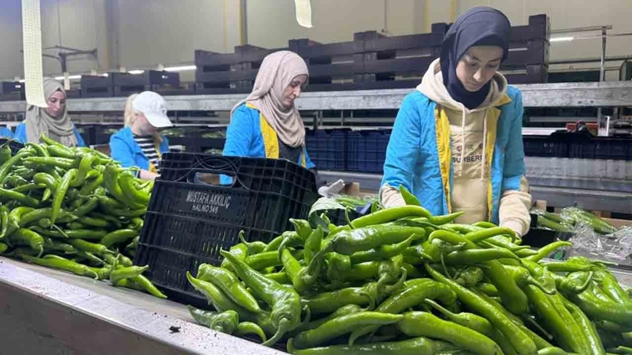 Foto - Batı Akdeniz'de yaş meyve ve sebze ihracatında rekor: 3,3 milyar doların yüzde 21'i bölgeden