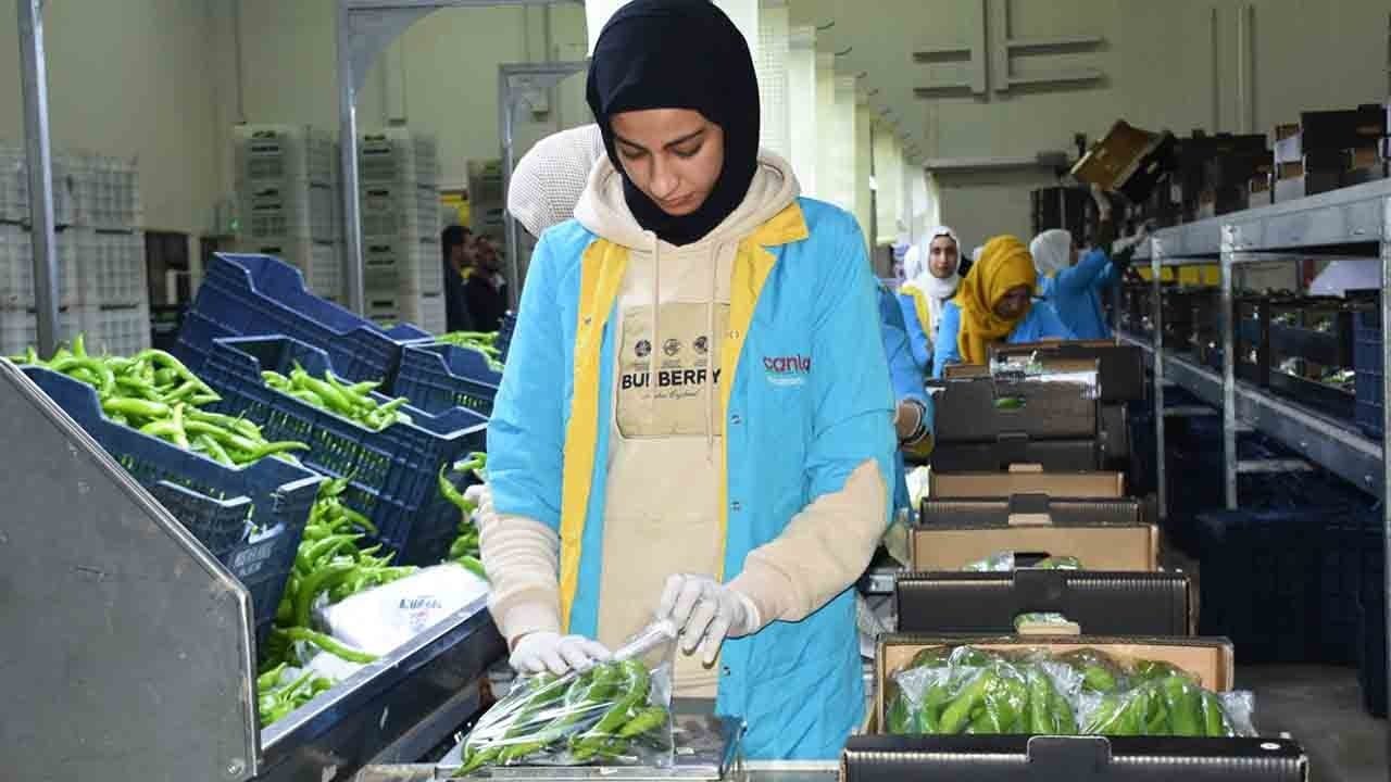 Batı Akdeniz'de yaş meyve ve sebze ihracatında rekor: 3,3 milyar doların yüzde 21'i bölgeden