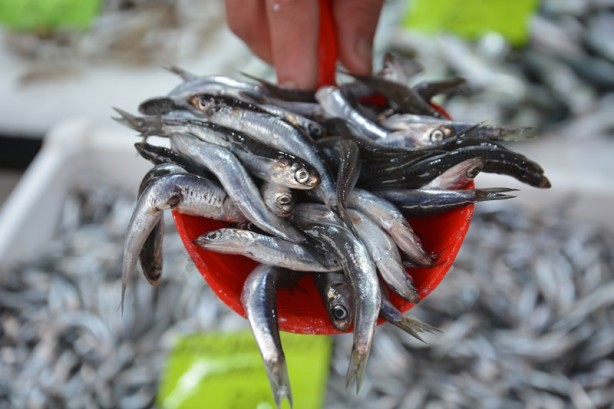 Foto - Batı Karadeniz'de tezgahlar balıklarla şenlendi! İşte fiyatı