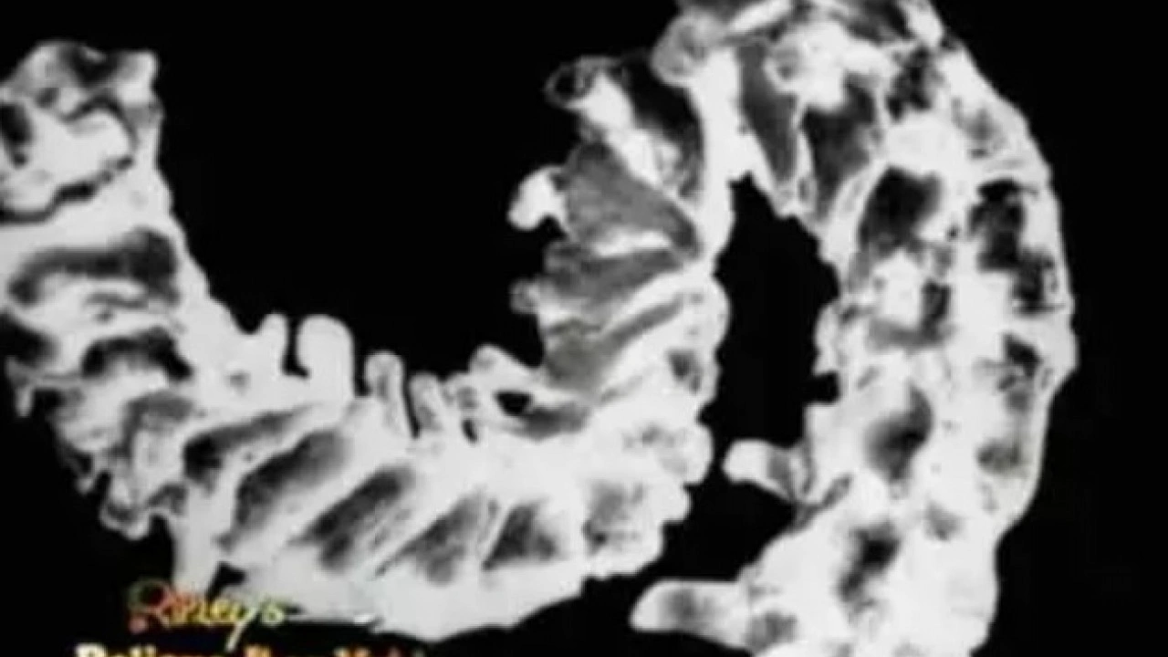 Foto - 'Baykuş adam' dünyayı şaşırtıyor: Başını 180 derece çevirebiliyor!