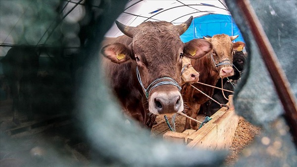 Foto - Bayram heyecanı sardı! Kurban kesimiyle ilgili merak edilen 10 soru