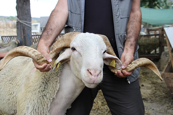 Foto - Bayram heyecanı sardı! Kurban kesimiyle ilgili merak edilen 10 soru