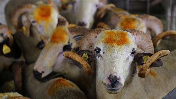 Foto - Bayram heyecanı sardı! Kurban kesimiyle ilgili merak edilen 10 soru