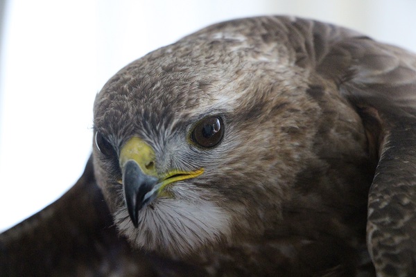Foto - Bayram misafiri şahine neler neler ikram ettiler