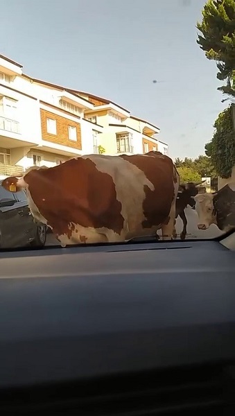 Foto - Bayram öncesi klasikleşen görüntü: Danalar firarda