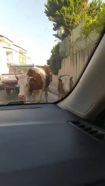 Foto - Bayram öncesi klasikleşen görüntü: Danalar firarda