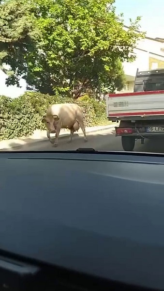 Foto - Bayram öncesi klasikleşen görüntü: Danalar firarda