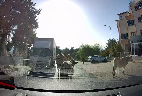 Bayram öncesi klasikleşen görüntü: Danalar firarda