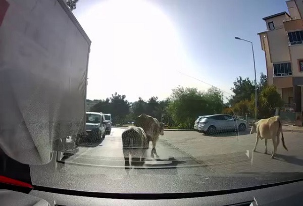 Foto - Bayram öncesi klasikleşen görüntü: Danalar firarda