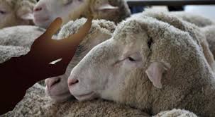 Foto - Bayrama saatler var! Türkiye için kurban kesimindeki vakti ne zaman başlar ve biter? Kurban keserken okunan dua nedir?