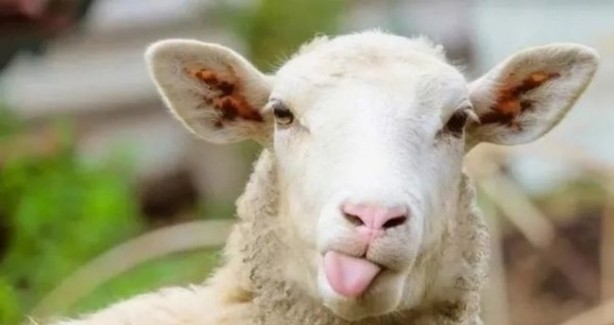 Foto - Bayrama saatler var! Türkiye için kurban kesimindeki vakti ne zaman başlar ve biter? Kurban keserken okunan dua nedir?