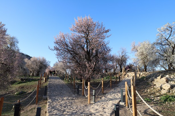 Foto - Bayramda oraya akın ettiler! Çiçek açan badem ağaçları Akdamar Adası'nı renklendirdi!