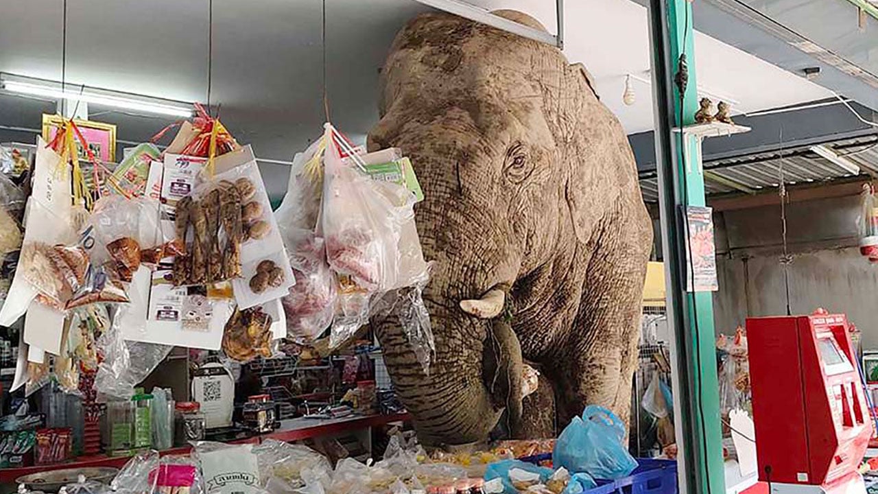 Bazen şaşırttı, bazen güldürdü! İşte yılın en tuhaf olayları