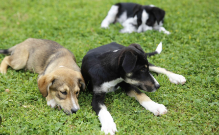 Foto - BBC sokağa indi! Her karanlık eylemin öncesinde onlar vardı