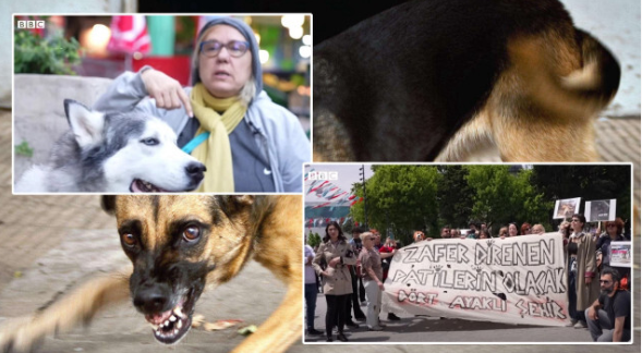 Foto - BBC sokağa indi! Her karanlık eylemin öncesinde onlar vardı