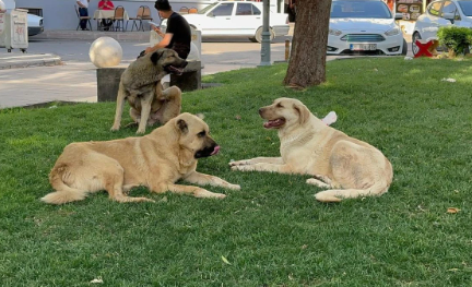 Foto - BBC sokağa indi! Her karanlık eylemin öncesinde onlar vardı