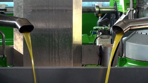 Foto - BBC yayınladı! Zeytinyağının en önemli 5 faydası