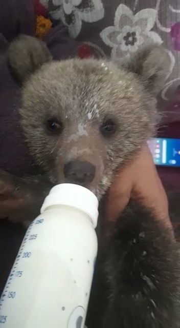 Foto - Bebek bezli yavru ayı ‘Yogi’ evin maskotu oldu