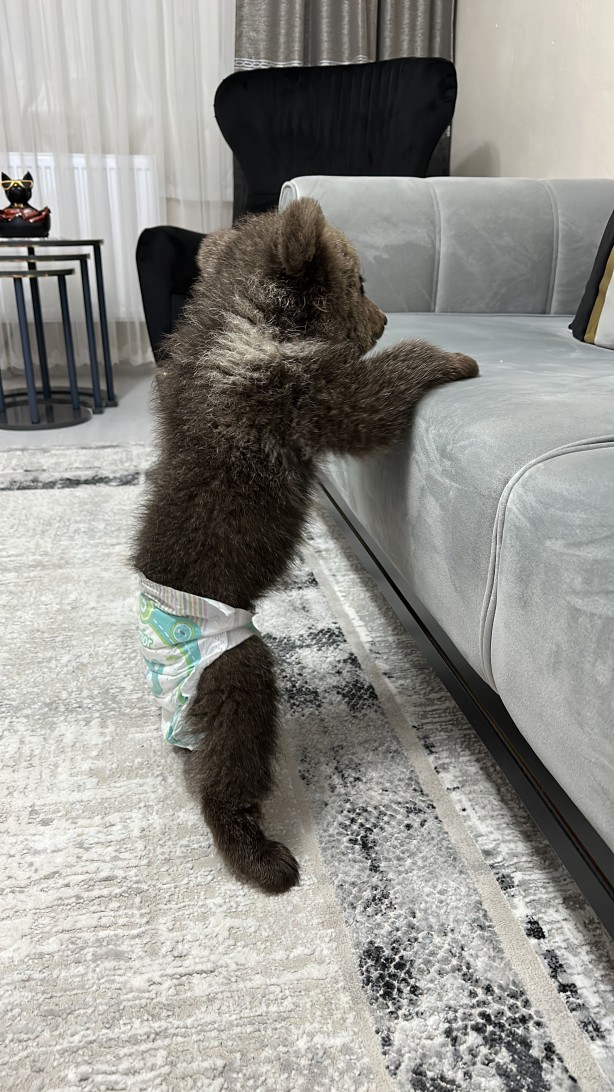 Bebek bezli yavru ayı ‘Yogi’ evin maskotu oldu