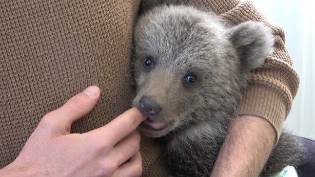 Foto - Bebek bezli yavru ayı ‘Yogi’ evin maskotu oldu