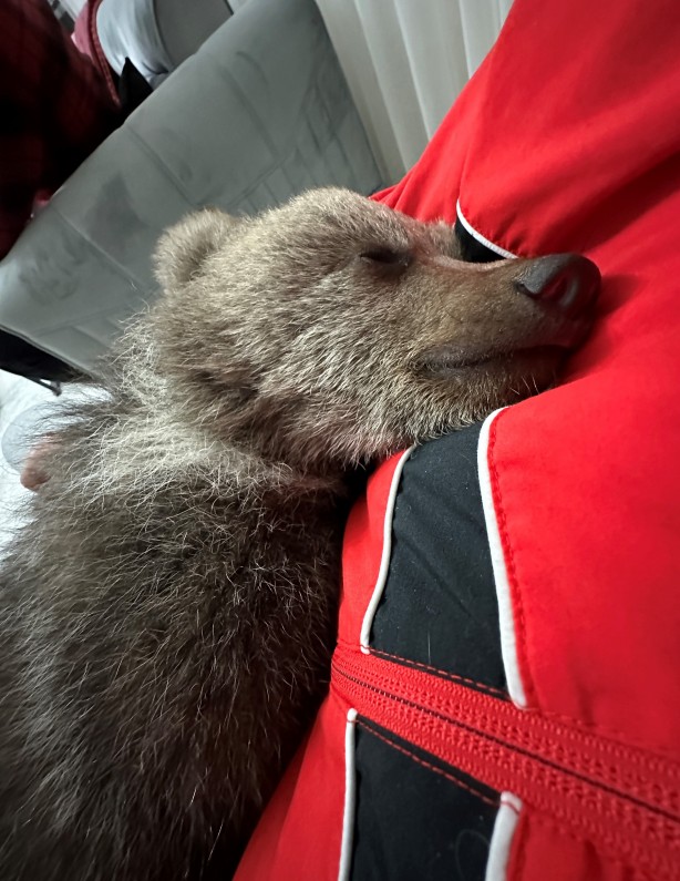 Foto - Bebek bezli yavru ayı ‘Yogi’ evin maskotu oldu
