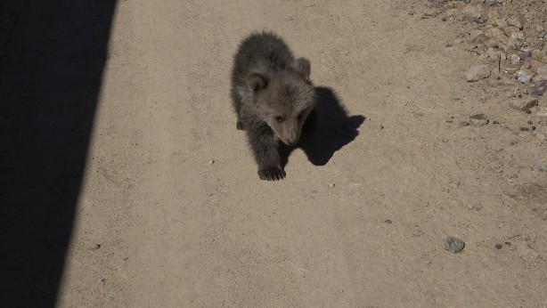 Foto - Bebek bezli yavru ayı ‘Yogi’ evin maskotu oldu