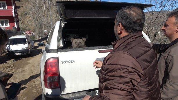 Foto - Bebek bezli yavru ayı ‘Yogi’ evin maskotu oldu