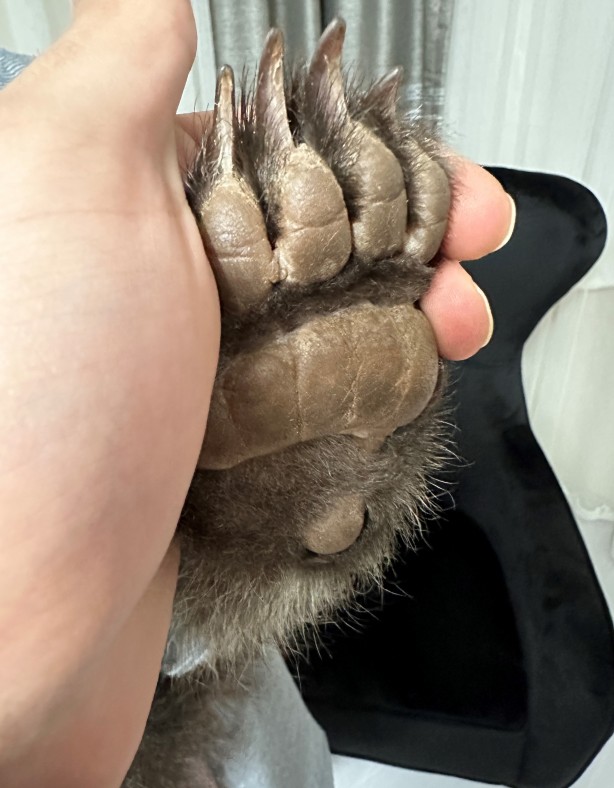 Foto - Bebek bezli yavru ayı ‘Yogi’ evin maskotu oldu