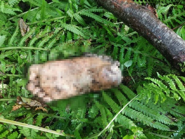 Foto - Bebek falan değil! Dere kenarında bulundu, mahalle ayağa kalktı! Belediye, hoparlörlerle vatandaşları DNA testine çağırdı