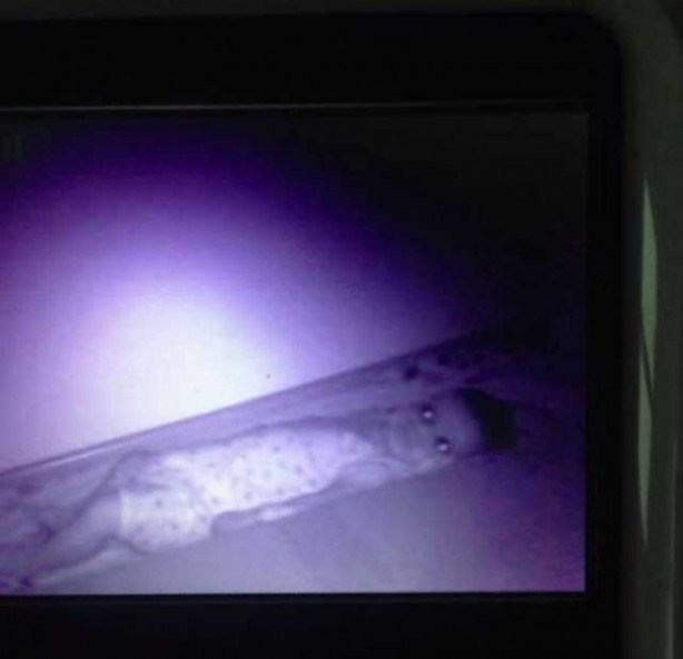 Foto - Bebek kamerasına takılan korkunç görüntüler...