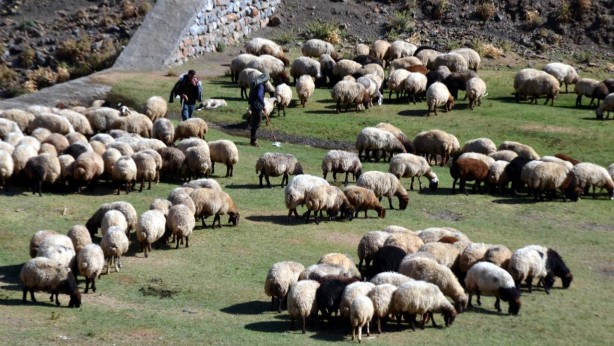 Foto - Bedelsiz küçükbaş hayvan dağıtımı başlıyor! İşte şartlar