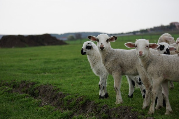 Foto - Bedelsiz küçükbaş hayvan dağıtımı başlıyor! İşte şartlar