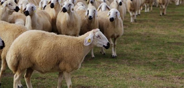 Foto - Bedelsiz küçükbaş hayvan dağıtımı başlıyor! İşte şartlar