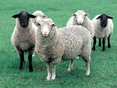 Foto - Bedelsiz küçükbaş hayvan dağıtımı başlıyor! İşte şartlar