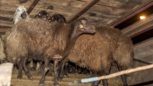 Foto - Bedelsiz küçükbaş hayvan dağıtımı başlıyor! İşte şartlar