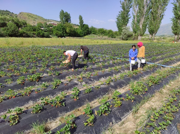 Foto - Beklenen hasat başladı! Tarlada kilosu 50 TL