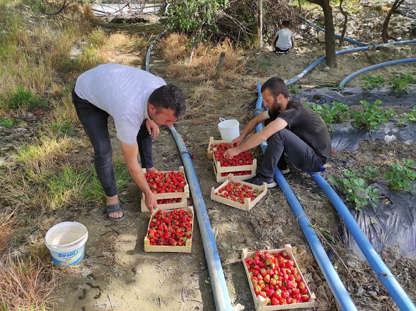 Foto - Beklenen hasat başladı! Tarlada kilosu 50 TL