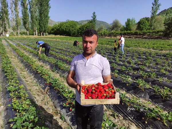 Foto - Beklenen hasat başladı! Tarlada kilosu 50 TL