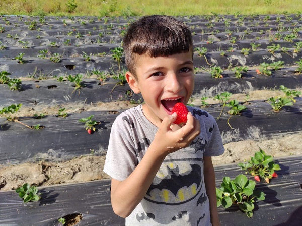 Foto - Beklenen hasat başladı! Tarlada kilosu 50 TL